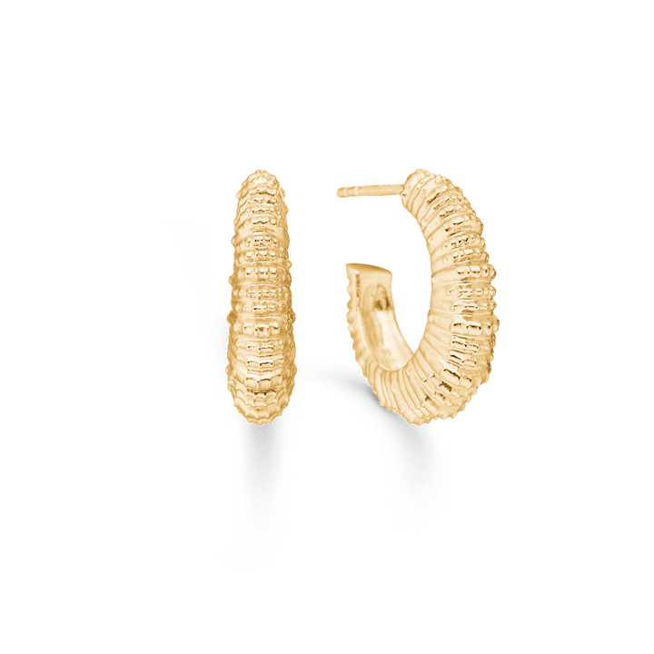 Studio Z Seashell Secrets Forgyldte Øreringe Large - Øreringe - 7210908