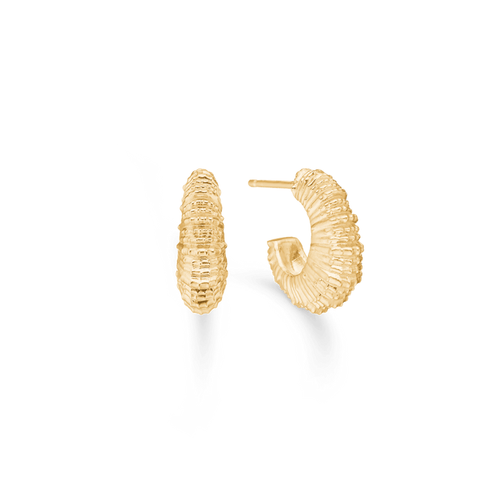 Studio Z Seashell Secrets Forgyldte Øreringe Medium - Øreringe - 7210907